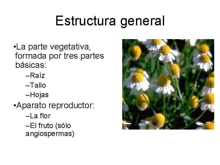 Estructura general • La parte vegetativa, formada por tres partes básicas: –Raíz –Tallo –Hojas