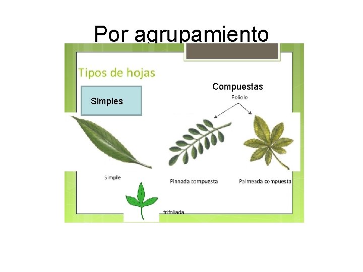 Por agrupamiento Compuestas Simples trifoliada 