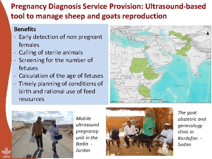 Pregnancy Diagnosis Service Provision: Ultrasound-based tool to manage sheep and goats reproduction Benefits -