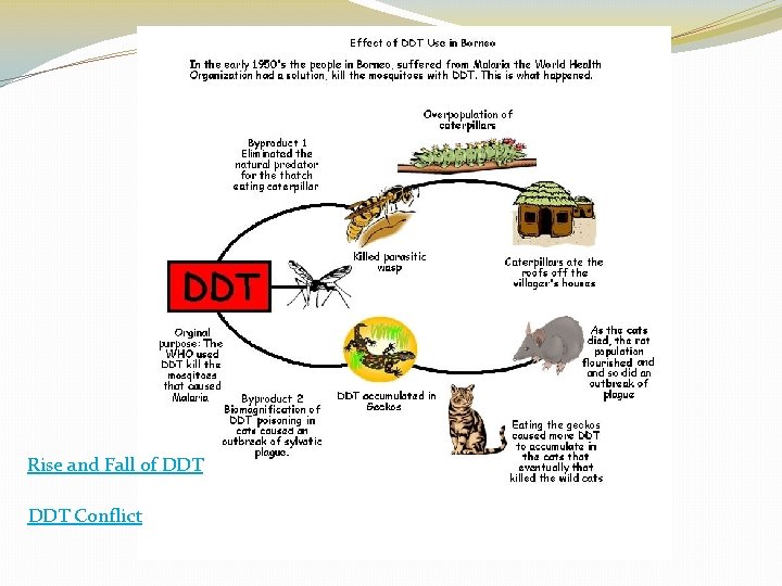 Rise and Fall of DDT Conflict 