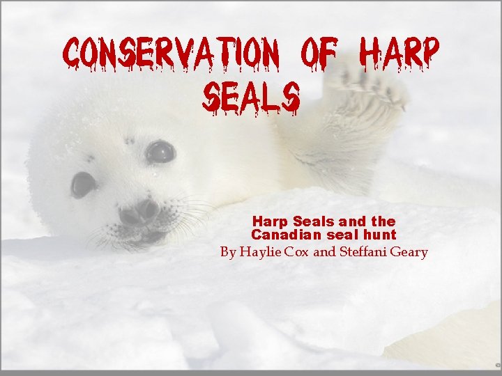 Conservation of Harp Seals and the Canadian seal hunt By Haylie Cox and Steffani