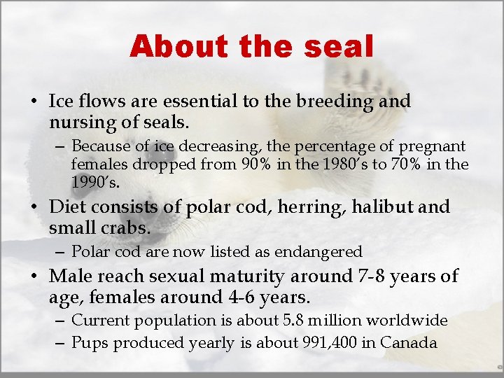 About the seal • Ice flows are essential to the breeding and nursing of