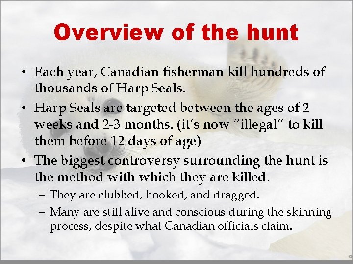 Overview of the hunt • Each year, Canadian fisherman kill hundreds of thousands of