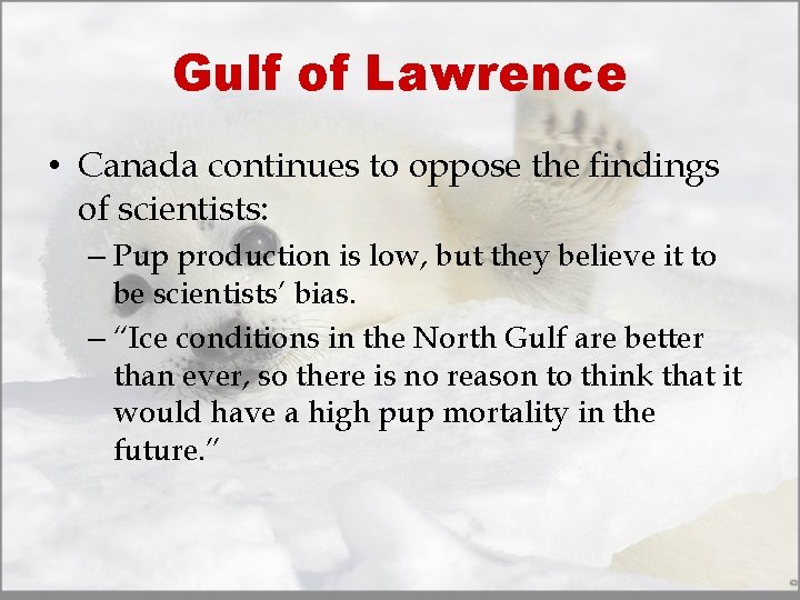 Gulf of Lawrence • Canada continues to oppose the findings of scientists: – Pup