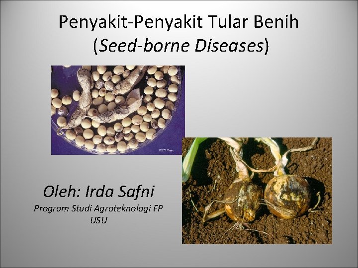 Penyakit-Penyakit Tular Benih (Seed-borne Diseases) Oleh: Irda Safni Program Studi Agroteknologi FP USU 