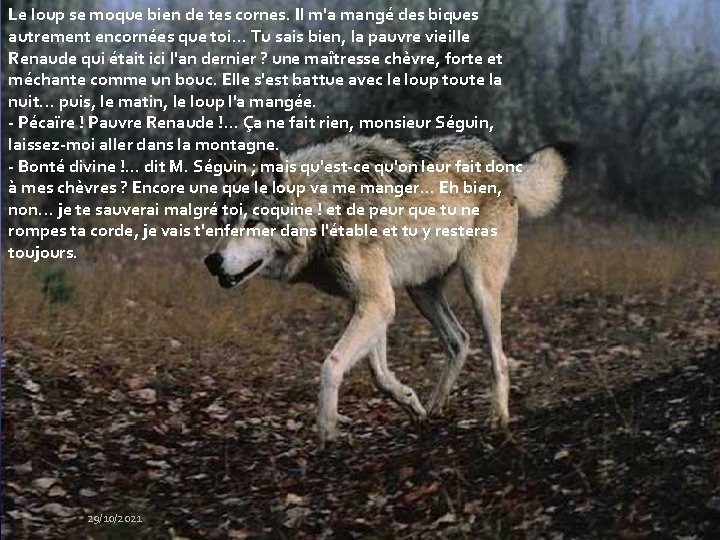 Le loup se moque bien de tes cornes. Il m'a mangé des biques autrement