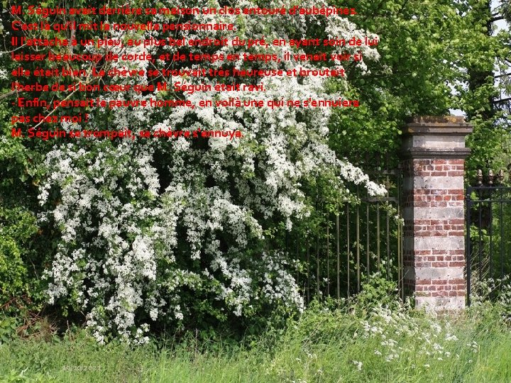 M. Séguin avait derrière sa maison un clos entouré d'aubépines. C'est là qu'il mit