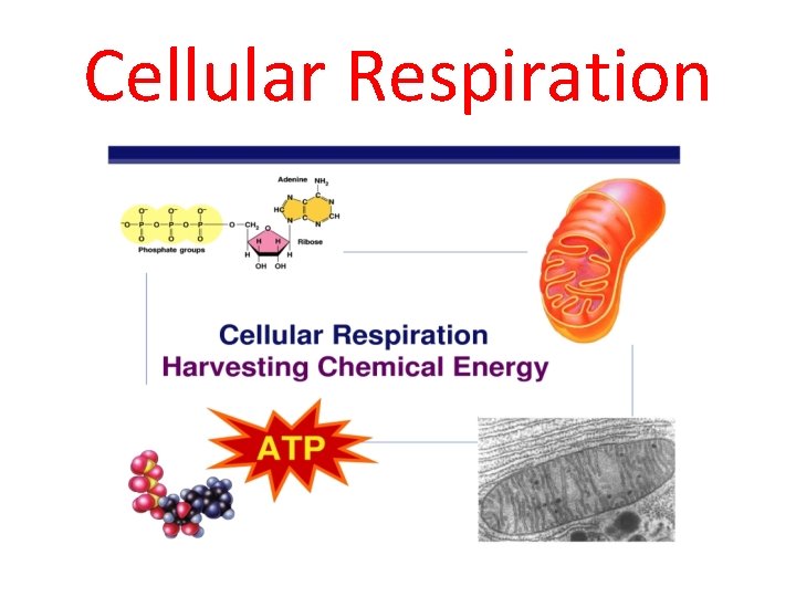 Cellular Respiration 