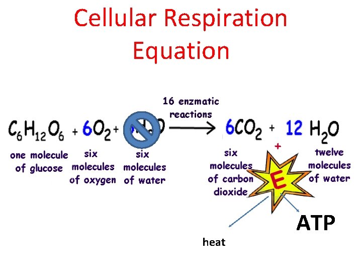 Cellular Respiration Equation heat ATP 