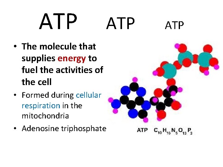 ATP • The molecule that supplies energy to fuel the activities of the cell