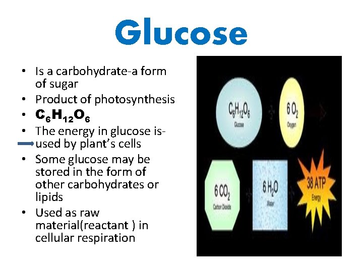 Glucose • Is a carbohydrate-a form of sugar • Product of photosynthesis • C