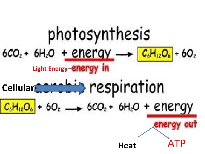 Light Energy Cellular Heat ATP 