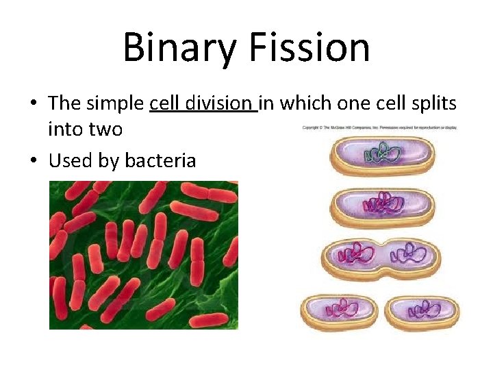 Binary Fission • The simple cell division in which one cell splits into two