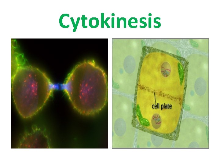 Cytokinesis 