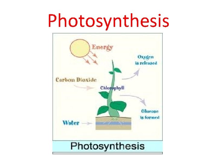 Photosynthesis 