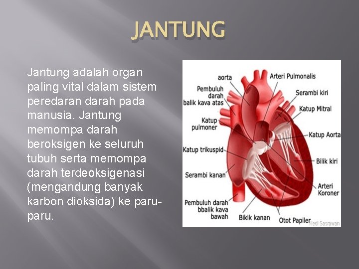 JANTUNG Jantung adalah organ paling vital dalam sistem peredaran darah pada manusia. Jantung memompa