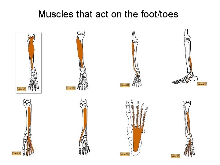 Muscles that act on the foot/toes 