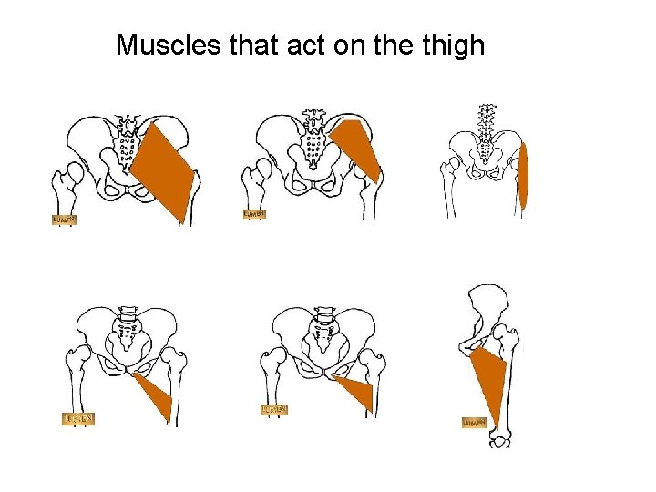 Muscles that act on the thigh 