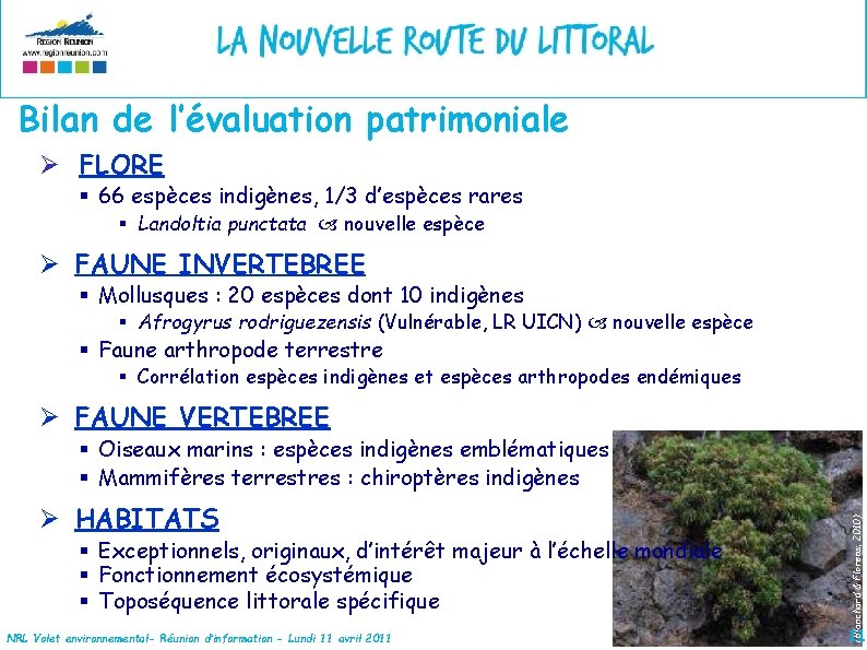 Bilan de l’évaluation patrimoniale Ø FLORE § 66 espèces indigènes, 1/3 d’espèces rares §