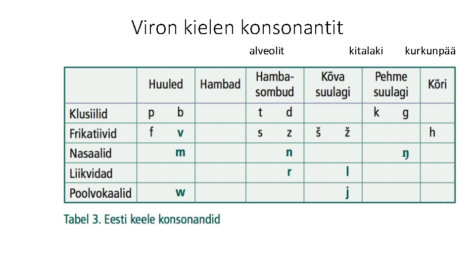 Viron kielen konsonantit alveolit kitalaki kurkunpää 