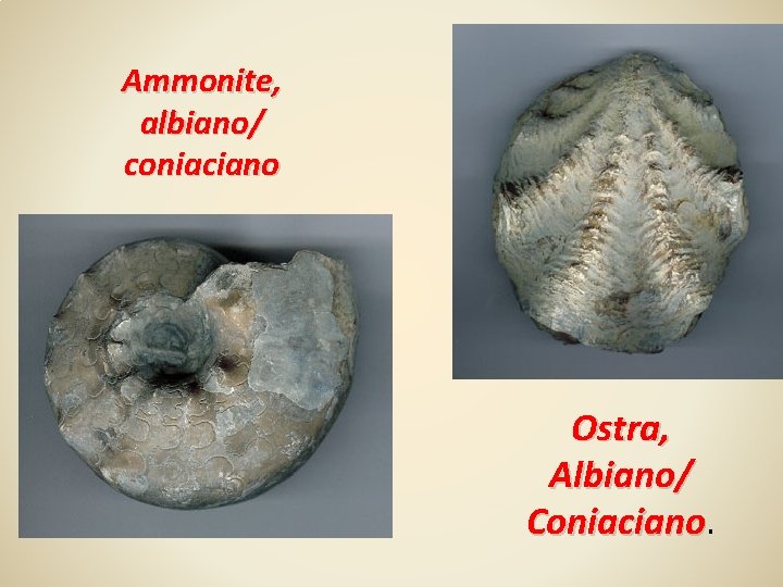 Ammonite, albiano/ coniaciano Ostra, Albiano/ Coniaciano 