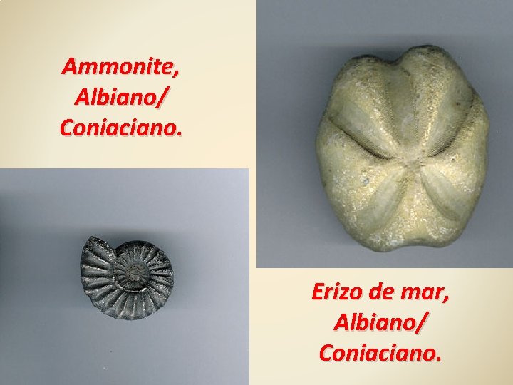 Ammonite, Albiano/ Coniaciano. Erizo de mar, Albiano/ Coniaciano. 