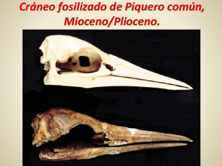 Cráneo fosilizado de Piquero común, Mioceno/Plioceno. 