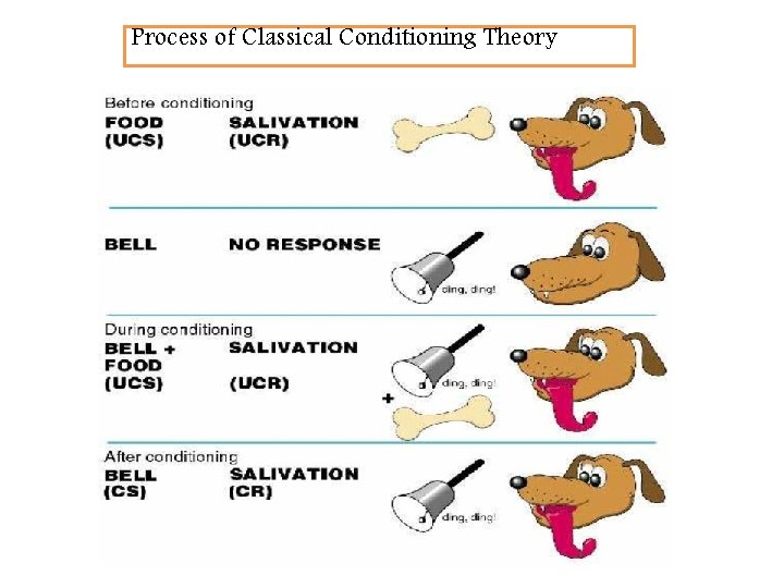 Process of Classical Conditioning Theory 