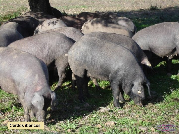 Cerdos ibéricos 