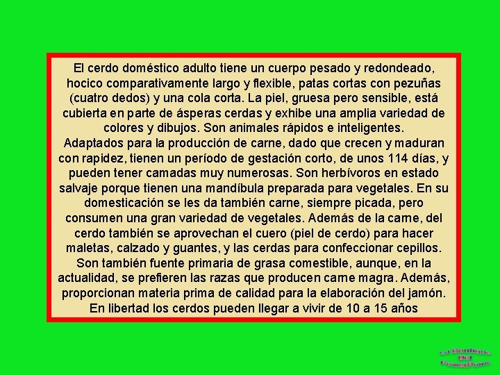 El cerdo doméstico adulto tiene un cuerpo pesado y redondeado, hocico comparativamente largo y