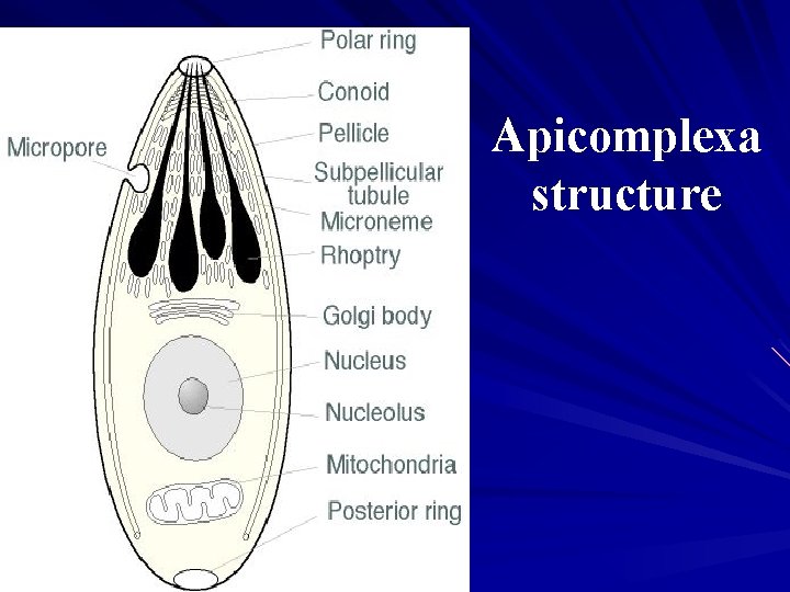 Apicomplexa structure 
