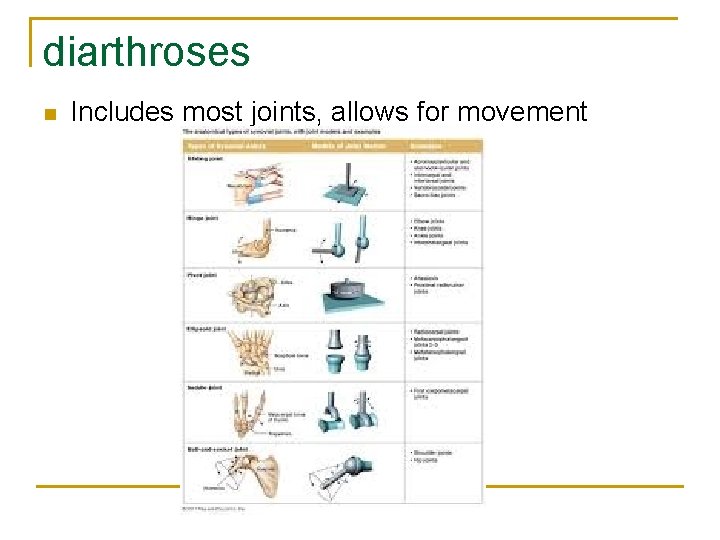 diarthroses n Includes most joints, allows for movement 