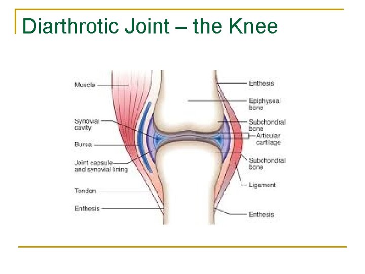 Diarthrotic Joint – the Knee 