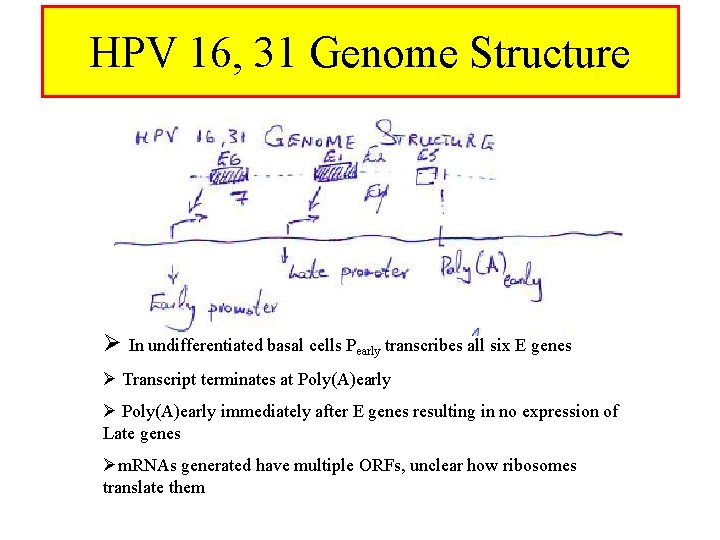 HPV 16, 31 Genome Structure Ø In undifferentiated basal cells Pearly transcribes all six