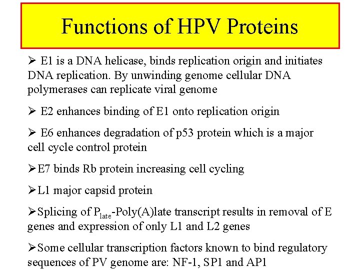 Functions of HPV Proteins Ø E 1 is a DNA helicase, binds replication origin