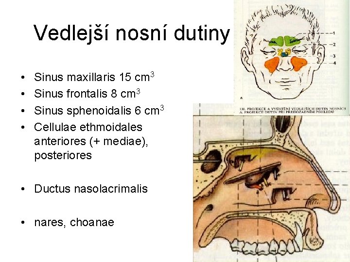 Vedlejší nosní dutiny • • Sinus maxillaris 15 cm 3 Sinus frontalis 8 cm