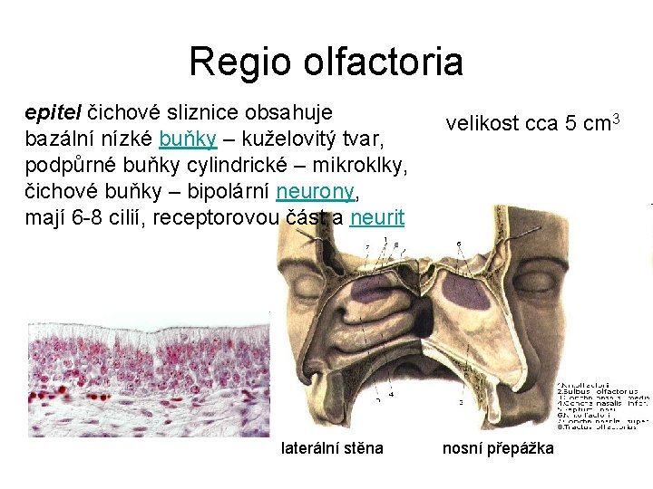 Regio olfactoria epitel čichové sliznice obsahuje bazální nízké buňky – kuželovitý tvar, podpůrné buňky