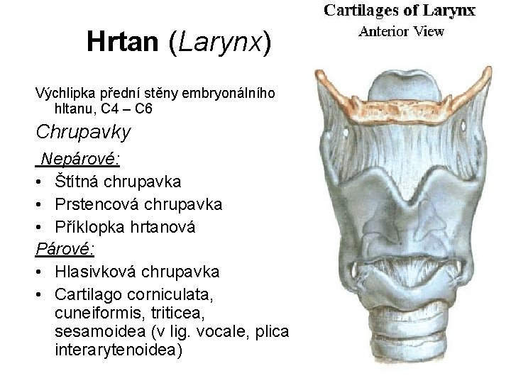 Hrtan (Larynx) Výchlipka přední stěny embryonálního hltanu, C 4 – C 6 Chrupavky Nepárové: