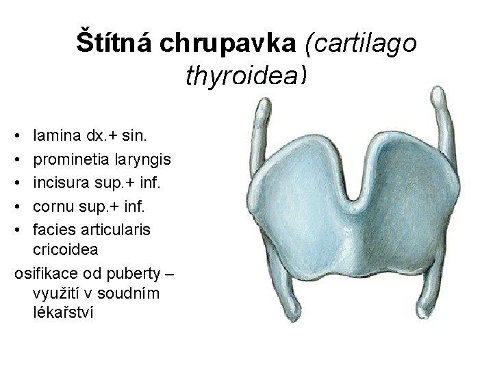 Štítná chrupavka (cartilago thyroidea) • • • lamina dx. + sin. prominetia laryngis incisura