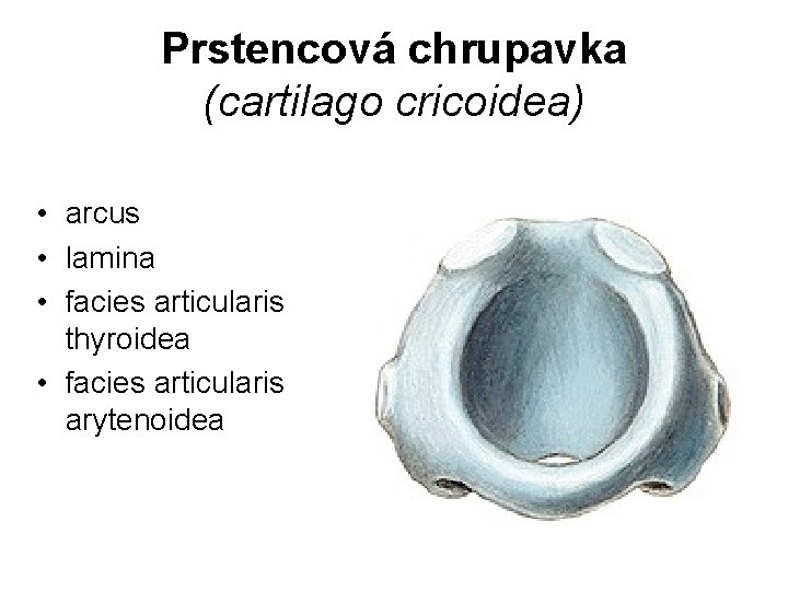 Prstencová chrupavka (cartilago cricoidea) • arcus • lamina • facies articularis thyroidea • facies