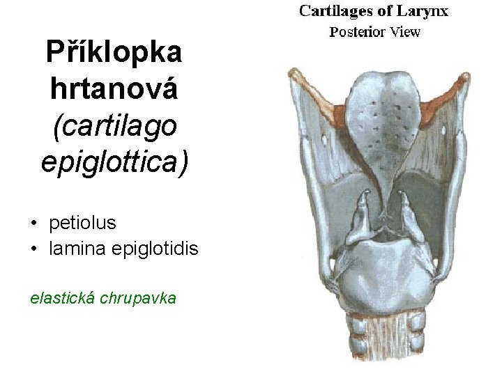 Příklopka hrtanová (cartilago epiglottica) • petiolus • lamina epiglotidis elastická chrupavka 