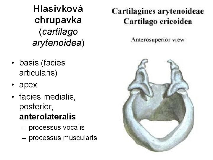 Hlasivková chrupavka (cartilago arytenoidea) • basis (facies articularis) • apex • facies medialis, posterior,