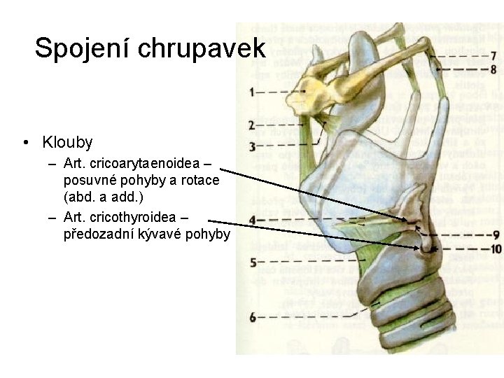 Spojení chrupavek • Klouby – Art. cricoarytaenoidea – posuvné pohyby a rotace (abd. a Spojení chrupavek • Klouby – Art. cricoarytaenoidea – posuvné pohyby a rotace (abd. a