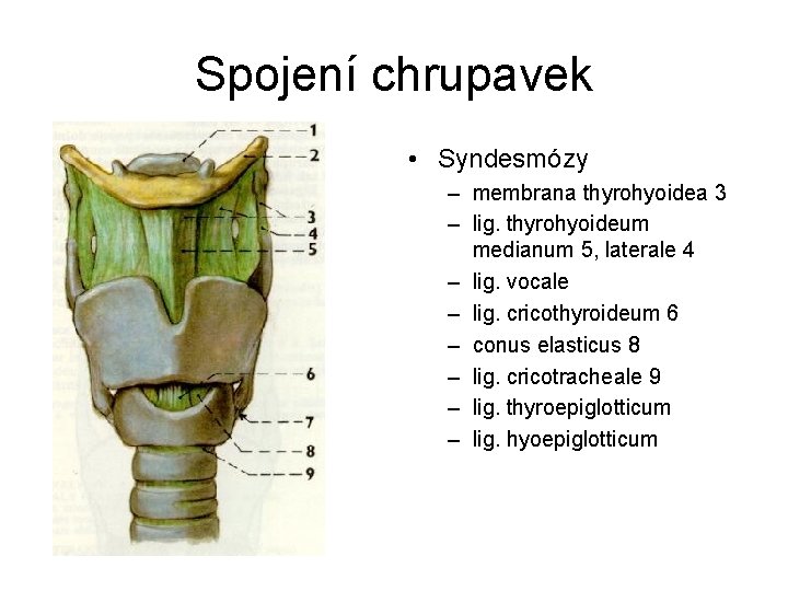 Spojení chrupavek • Syndesmózy – membrana thyrohyoidea 3 – lig. thyrohyoideum medianum 5, laterale