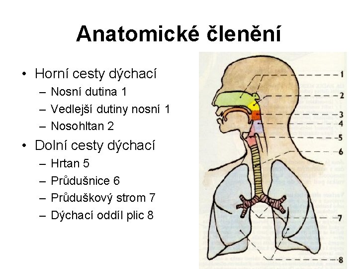 Anatomické členění • Horní cesty dýchací – Nosní dutina 1 – Vedlejší dutiny nosní