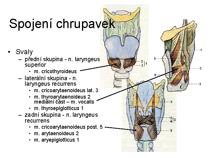 Spojení chrupavek • Svaly – přední skupina - n. laryngeus superior • m. cricothyroideus