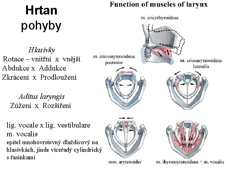 Hrtan pohyby Hlasivky Rotace – vnitřní x vnější Abdukce x Addukce Zkrácení x Prodloužení