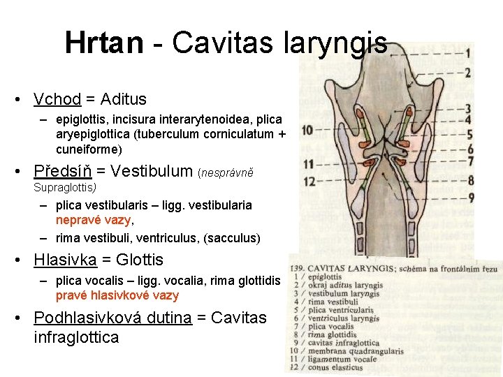 Hrtan - Cavitas laryngis • Vchod = Aditus – epiglottis, incisura interarytenoidea, plica aryepiglottica