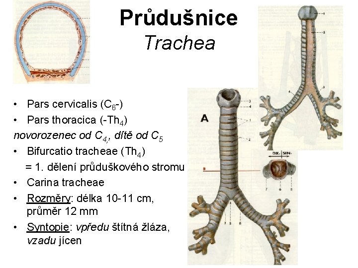 Průdušnice Trachea • Pars cervicalis (C 6 -) • Pars thoracica (-Th 4) novorozenec