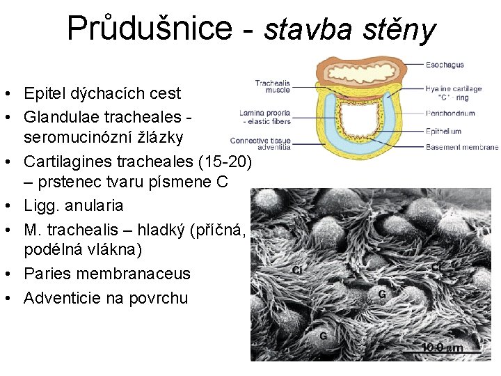 Průdušnice - stavba stěny • Epitel dýchacích cest • Glandulae tracheales seromucinózní žlázky •